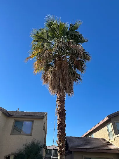 3 Brothers Tree Service