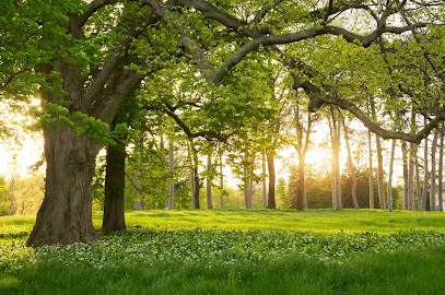 AAA Tree Experts