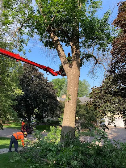Arbortech Stump & Tree Removal