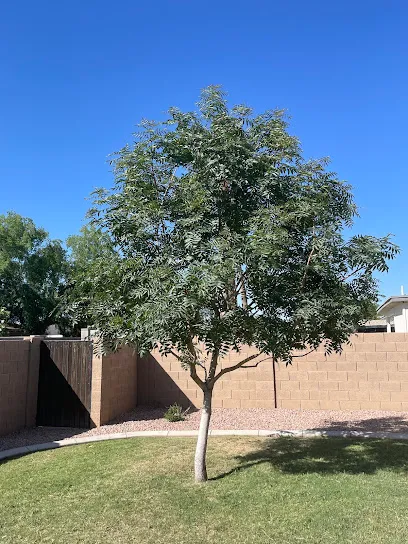 B&C Tree Services