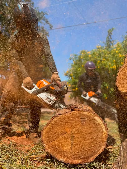 Bros Tree Care LLC