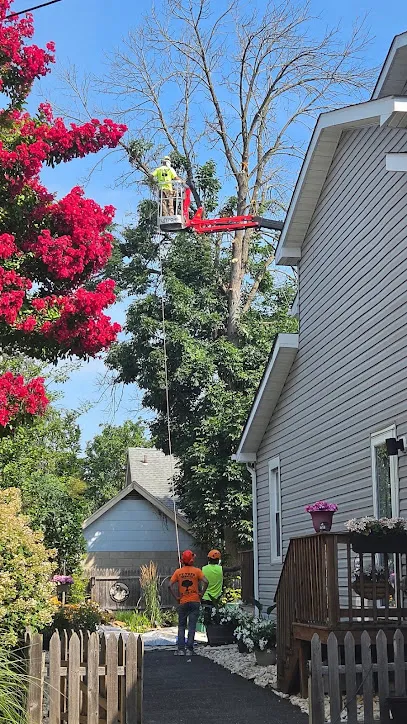 FT Stump Grinding and Tree Service
