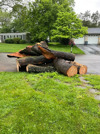 Marcucci & Company Tree Experts