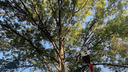 Mathias Precision Tree Service