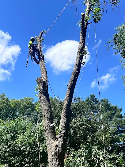 McClellan Tree Service