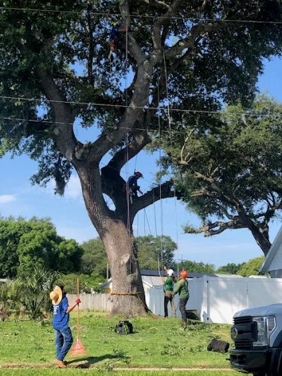 McCullough Tree Service
