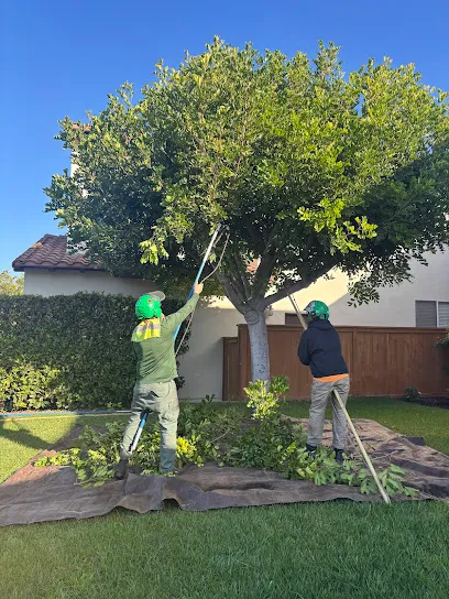 McNeils Tree Service ISA Certified Arborist