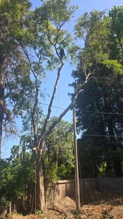 Miami Tree Crew