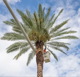 Native Tree Service