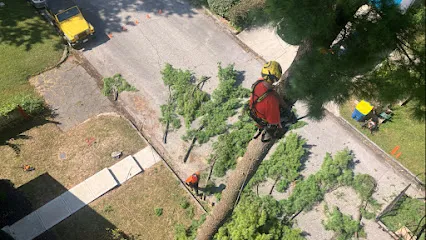 Nova Tree Care
