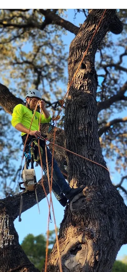 Precise Tree Care & Removal