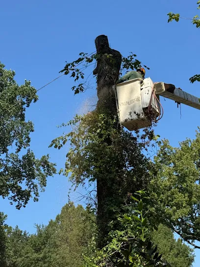 Rene Tree Service LLC