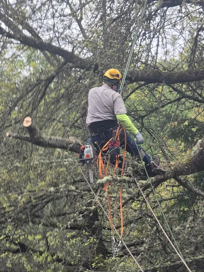 Roots Tree & Property Services L.L.C