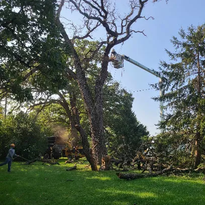 Ruben's Tree Werks