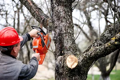 Smashey & Sons Tree Service
