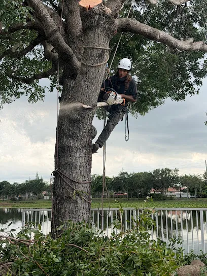Subtropical Arborists