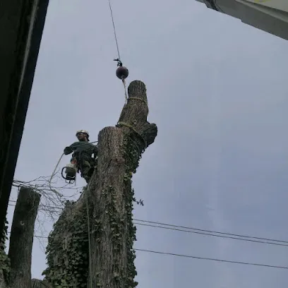 Tree Men Services LLC