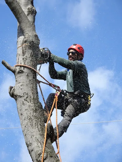 Tree Service By Northwest