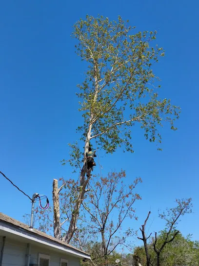 Tree Services Santos