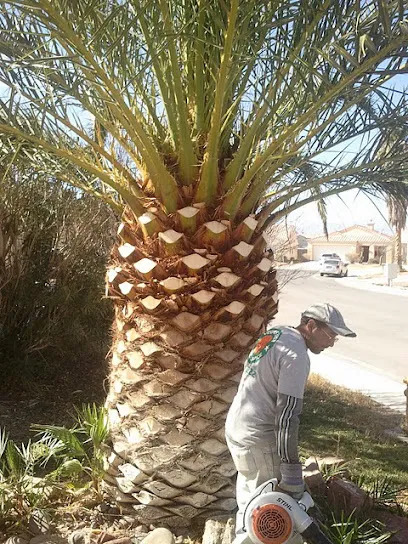 Vegas Best Tree Service - Tree Removal, Trimming & Stump Grinding