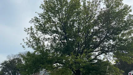 Watta Tree Service